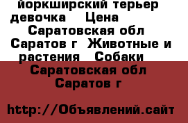 йоркширский терьер (девочка) › Цена ­ 12 000 - Саратовская обл., Саратов г. Животные и растения » Собаки   . Саратовская обл.,Саратов г.